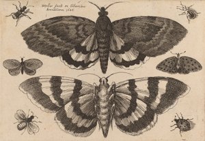 Deux papillons et six insectes, 1646 - Wenceslaus Hollar