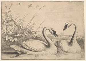 Deux cygnes, 1654-58 - Wenceslaus Hollar