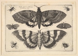 Deux papillons et six insectes, 1645