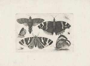 Quatre papillons, une mite, deux coléoptères et une mouche