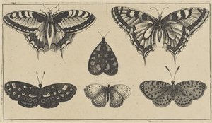 Cinq papillons et une mite - Wenceslaus Hollar