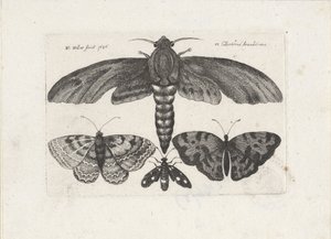 Papillons et un papillon de nuit