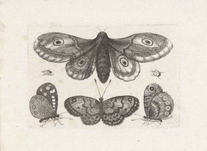 Papillons, scarabées et un papillon de nuit - Wenceslaus Hollar