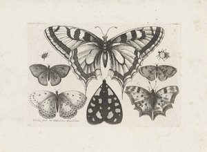 Papillons, scarabées et un papillon de nuit (Insecten, Muscarum Scarabeorum)