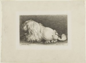 Chien blanc - Wenceslaus Hollar