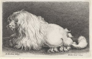 Chien blanc