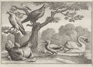 Cygne, poule avec poussins et autres oiseaux - Wenceslaus Hollar