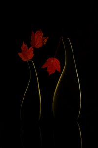  - Wendy Xu