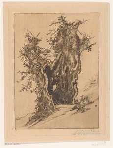Arbre creux à Seelisberg en Suisse