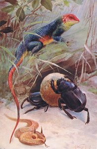 Un Gama, Vipère cornue et Scarabée sacré, illustration de Wildlife of the World, c.1910 - Wilhelm Kuhnert