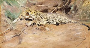 Un Léopard - Wilhelm Kuhnert