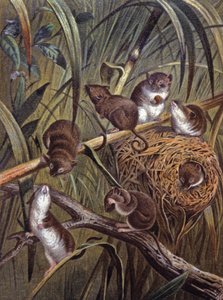 Souris naines africaines