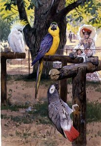 Au zoo
