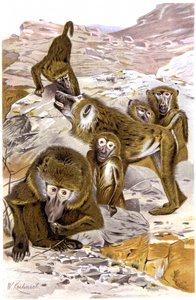 Baboons