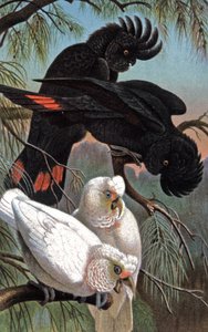 Cacatoès de Banks (illustration) - Wilhelm Kuhnert