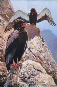 Aigle bateleur, illustration de La Faune du Monde, c.1910 - Wilhelm Kuhnert