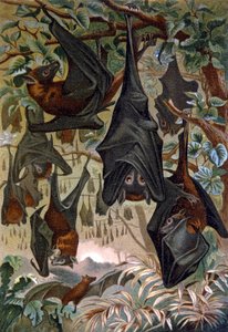 Chauves-souris