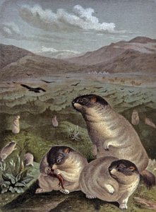 Marmotte Bobak - Wilhelm Kuhnert