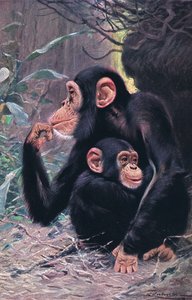 Chimpanzé, illustration de Wildlife of the World, c.1910 - Wilhelm Kuhnert