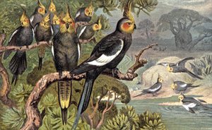 Cacatoès, c.1910 (illustration) - Wilhelm Kuhnert