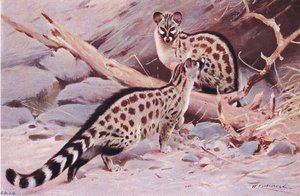 Genette de Dungola, illustration de La Faune du Monde, c.1910 - Wilhelm Kuhnert