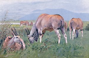 Éland, illustration de La Faune du Monde, c.1910 - Wilhelm Kuhnert