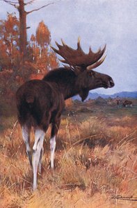 Élan ou orignal, de Wildlife of the World publié par Frederick Warne & Co, vers 1900