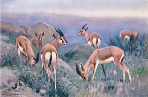 Gazelle, de Wildlife of the World publié par Frederick Warne & Co, vers 1900 - Wilhelm Kuhnert