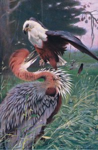 Héron géant et Pygargue, illustration de La Faune du Monde, c.1910