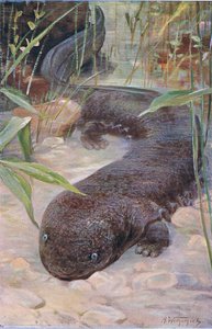 Salamandre géante, de Wildlife of the World publié par Frederick Warne & Co, vers 1900 - Wilhelm Kuhnert
