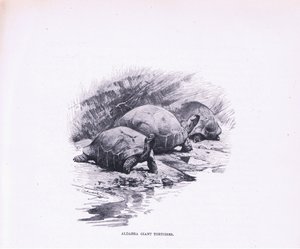 Tortues géantes, illustration de La Faune du Monde, c.1910