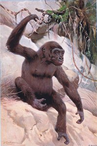 Gorille, illustration de Wildlife of the World, c.1910 - Wilhelm Kuhnert