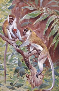 Singe vert, illustration de Wildlife of the World, c.1910 - Wilhelm Kuhnert