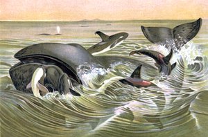 Baleines du Groenland - Wilhelm Kuhnert