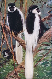 Guereza, illustration de Wildlife of the World, c.1910