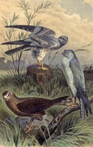 Busards, c.1910 (illustration) - Wilhelm Kuhnert