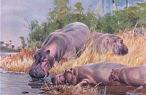 Hippopotame, illustration de La Faune du Monde, c.1910 - Wilhelm Kuhnert
