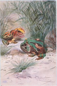Crapaud cornu, de Wildlife of the World publié par Frederick Warne & Co, vers 1900 - Wilhelm Kuhnert