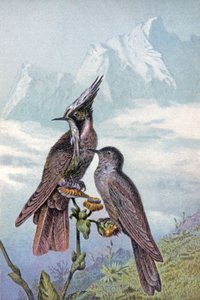 Masque de colibri, vers 1910 (illustration)