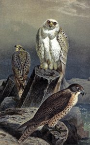 Faucon de chasse, c.1910 (illustration) - Wilhelm Kuhnert