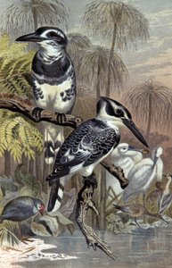 Martins-pêcheurs, vers 1910 (illustration) - Wilhelm Kuhnert
