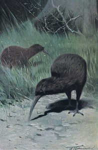 Kiwi, illustration de La Faune du Monde, c.1910 - Wilhelm Kuhnert