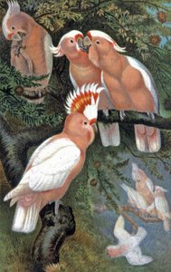 Cacatoès de Leadbeater, c.1910 (illustration) - Wilhelm Kuhnert