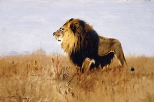 Lion Guettant sa Proie