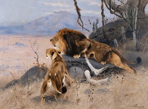 Lion et lionne