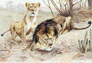 Lion, planche de "Brehms Tierleben: Allgemeine Kunde des Tierreichs", vol.1, p.453, publié par Bibliographisches Institut - Wilhelm Kuhnert