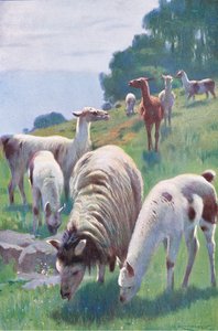 Lama, de Wildlife of the World publié par Frederick Warne & Co, vers 1900 - Wilhelm Kuhnert