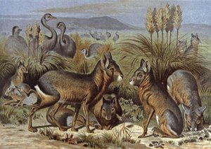 Mara ou Lièvre de Patagonie - Wilhelm Kuhnert