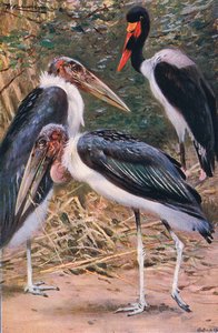 Marabout et Jabiru, illustration de La Faune du Monde, c.1910