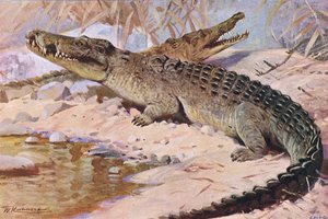 Crocodile du Nil, illustration de Wildlife of the World, c.1910 - Wilhelm Kuhnert